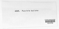 Puccinia bullata image